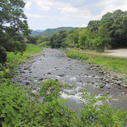 狩野川(狩野川漁業協同組合) 釣果