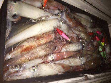 幸風（さちかぜ） 釣果