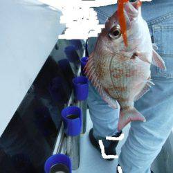 遊漁船 幸友丸 釣果