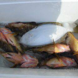 大進丸(新潟) 釣果