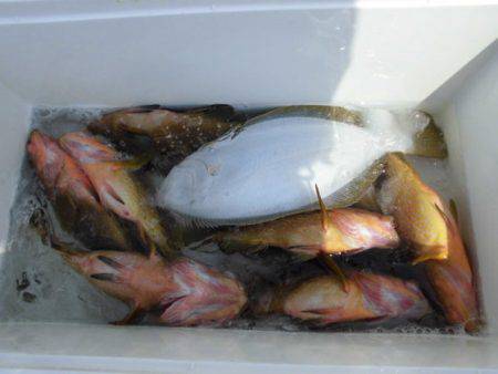 大進丸(新潟) 釣果