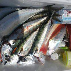 遊漁船 新鋭丸 釣果