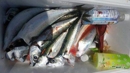 遊漁船 新鋭丸 釣果