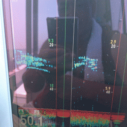 遊漁船ブルーウッズ 釣果