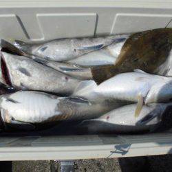 大進丸(新潟) 釣果