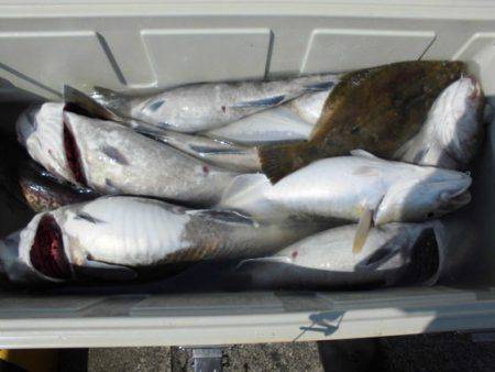 大進丸(新潟) 釣果