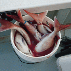 遊漁船ブルーウッズ 釣果