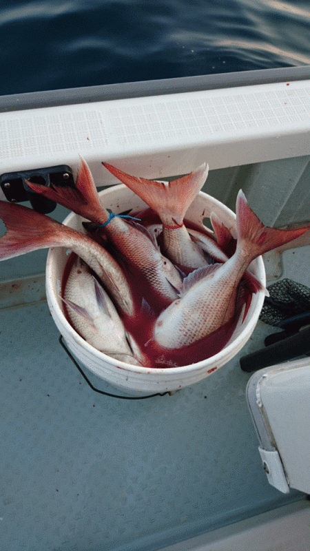 遊漁船ブルーウッズ 釣果