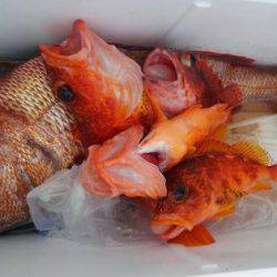 遊漁船 新鋭丸 釣果