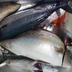 遊漁船 新鋭丸 釣果