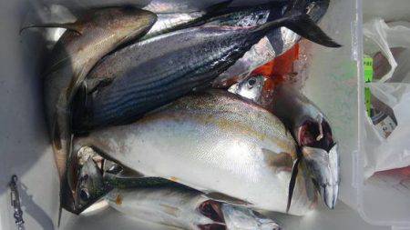 遊漁船 新鋭丸 釣果