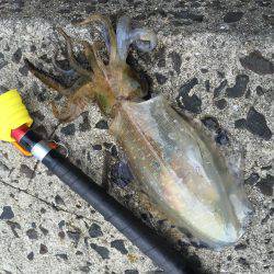 大きいのが見当たらない…