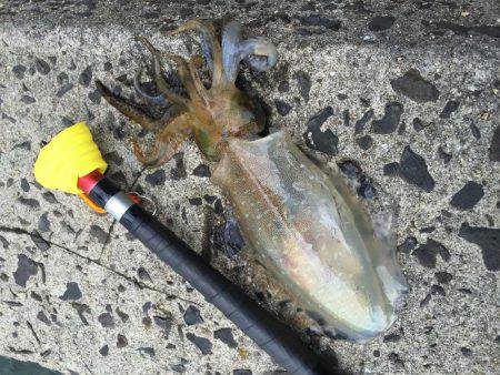 大きいのが見当たらない…