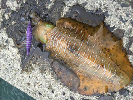 大きいのが見当たらない...