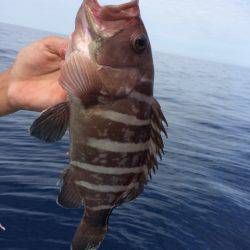 Blue.win 海人丸 釣果