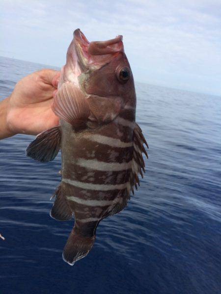 Blue.win 海人丸 釣果