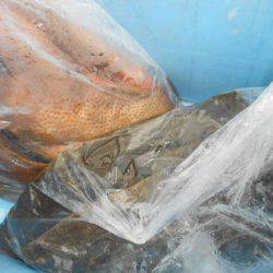 こうゆう丸 釣果