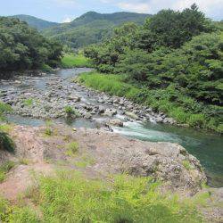 狩野川(狩野川漁業協同組合) 釣果