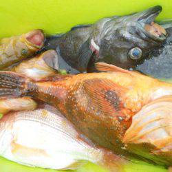 こうゆう丸 釣果