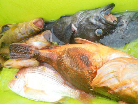 こうゆう丸 釣果