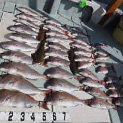 遊漁船 幸友丸 釣果