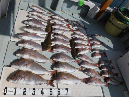 遊漁船 幸友丸 釣果