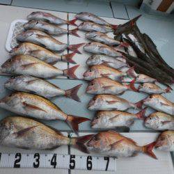 遊漁船 幸友丸 釣果