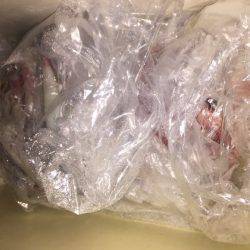 幸風（さちかぜ） 釣果