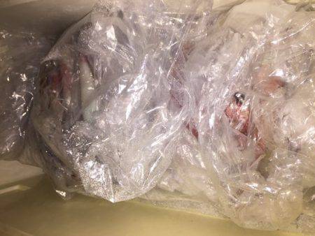 幸風（さちかぜ） 釣果