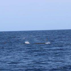 へいみつ丸 釣果