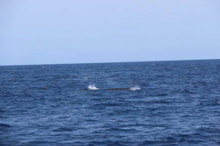 へいみつ丸 釣果