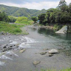 狩野川(狩野川漁業協同組合) 釣果