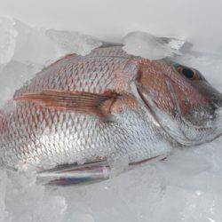 こうゆう丸 釣果