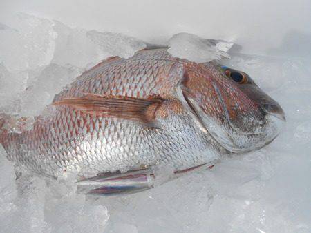 こうゆう丸 釣果