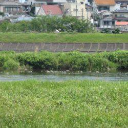 狩野川(狩野川漁業協同組合) 釣果