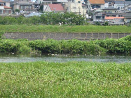 狩野川(狩野川漁業協同組合) 釣果