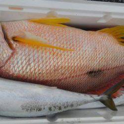 遊漁船 新鋭丸 釣果