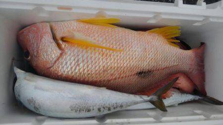 遊漁船 新鋭丸 釣果