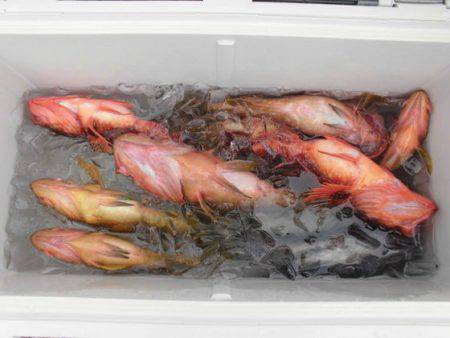 大進丸（新潟） 釣果