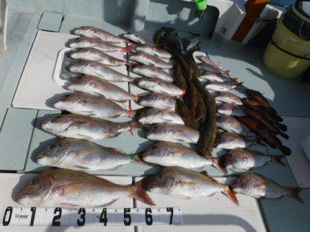 遊漁船 幸友丸 釣果