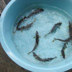 狩野川(狩野川漁業協同組合) 釣果