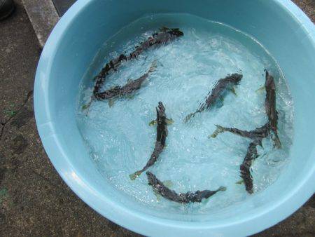 狩野川(狩野川漁業協同組合) 釣果