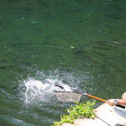 小菅トラウトガーデン 釣果