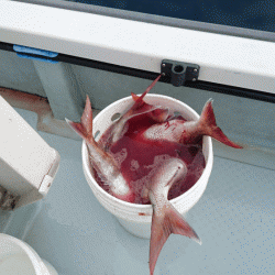 遊漁船ブルーウッズ 釣果