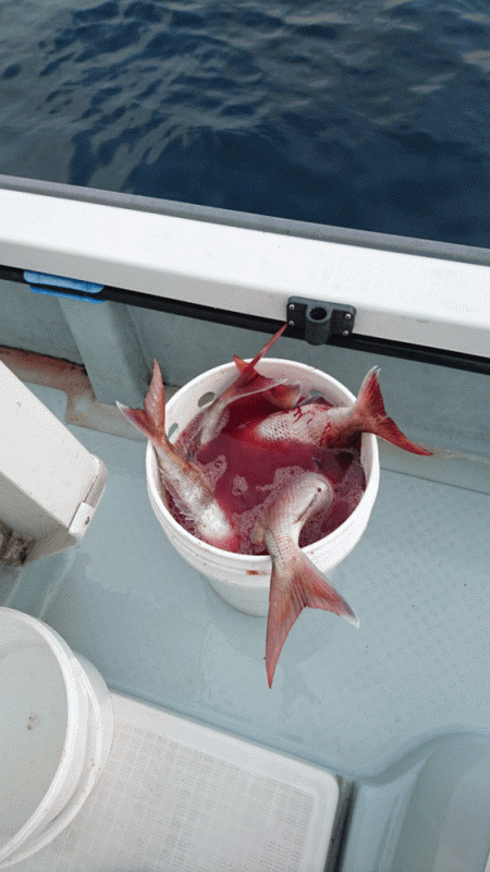 遊漁船ブルーウッズ 釣果