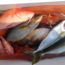 遊漁船 新鋭丸 釣果