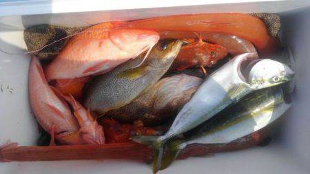 遊漁船 新鋭丸 釣果