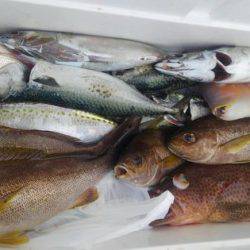 遊漁船 新鋭丸 釣果