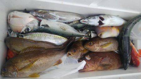 遊漁船 新鋭丸 釣果