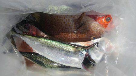 遊漁船 新鋭丸 釣果